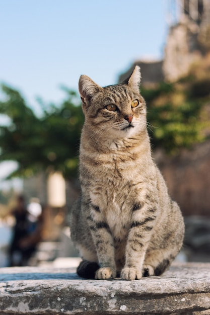 De kat op de ruïnes in Efeze