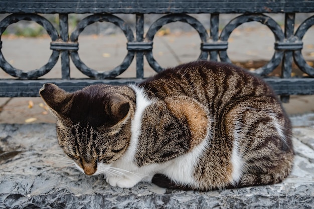 De kat rust op een betonnen borstwering