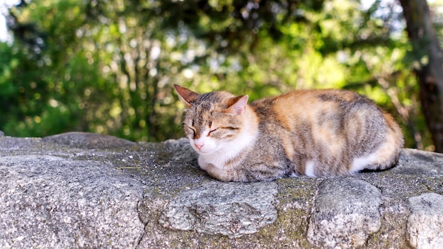 De kat rust op een stenen omheining in de schaduw onder een boom Griekenland kalabaka