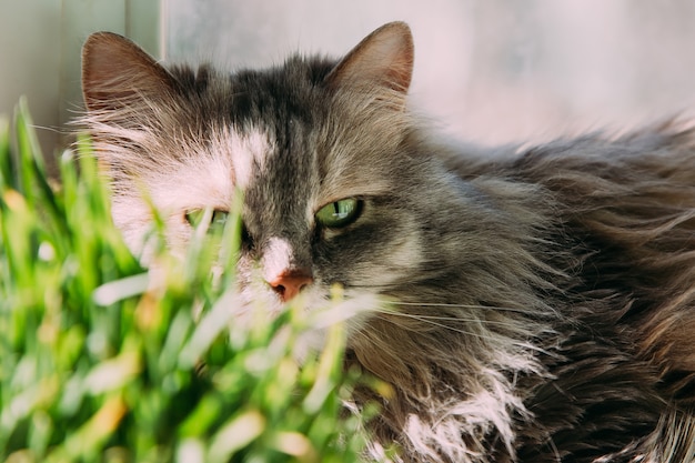 De kat slaapt bij het raam