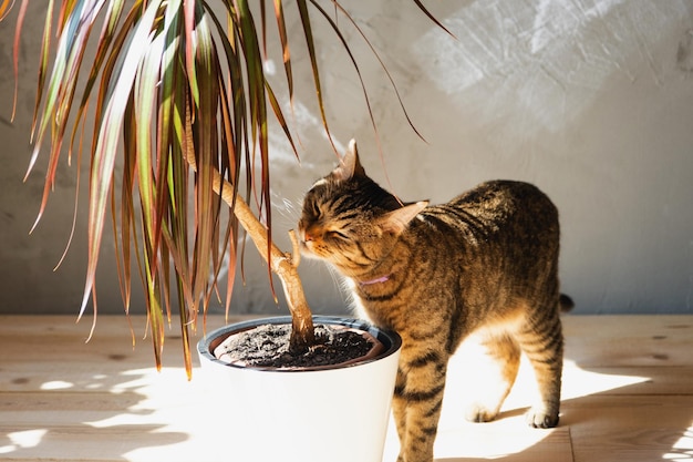 De kat snuffelt en knabbelt aan de kamerplant dracaena in het interieur Schade aan een potplant door een huisdier gevaar voor vergiftiging door gif voor een huisdier