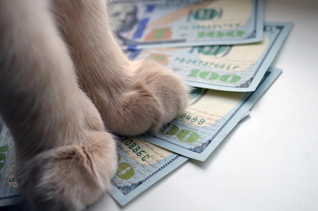 De kat staat met zijn poten op de dollars