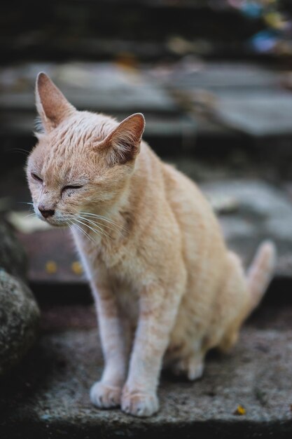 De kat ter plaatse met vage achtergrond