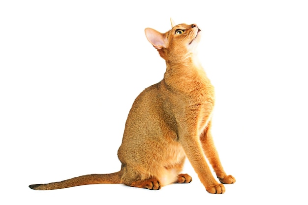 De Kat van Abyssinian