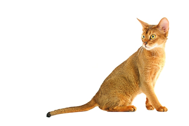 De Kat van Abyssinian