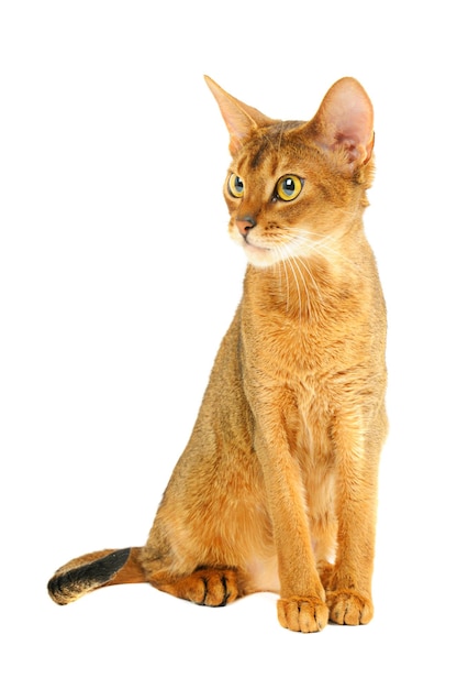 De Kat van Abyssinian