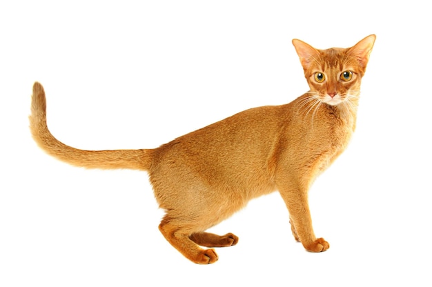 De Kat van Abyssinian