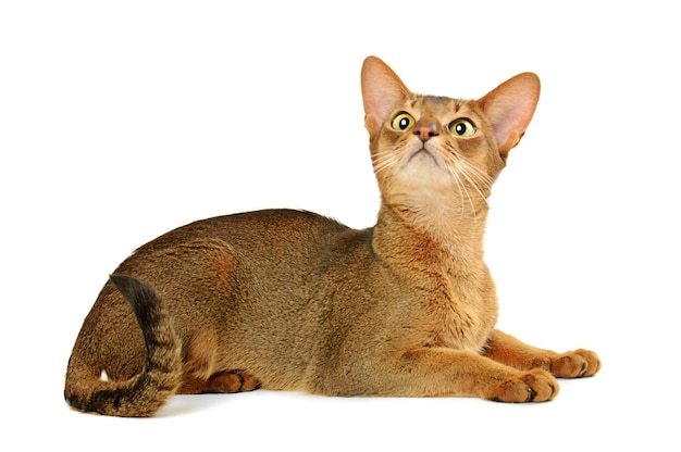 De Kat van Abyssinian