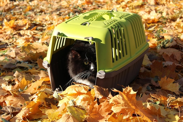 De kat verstopt zich in een kooi in het herfstpark.