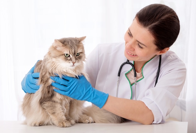 De kat wacht om behandeld te worden
