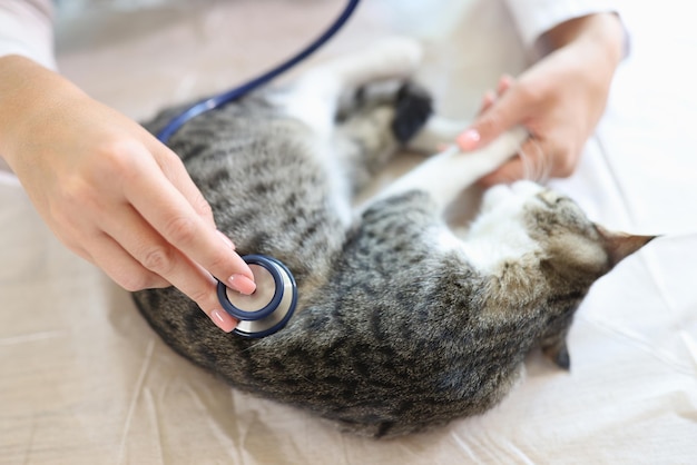 De kat wordt onderzocht door de dierenarts, de handen van de dokter met een stethoscoop op de schattige