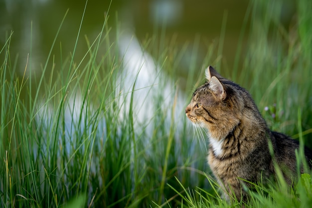 De kat zit aan de oever van het meer.