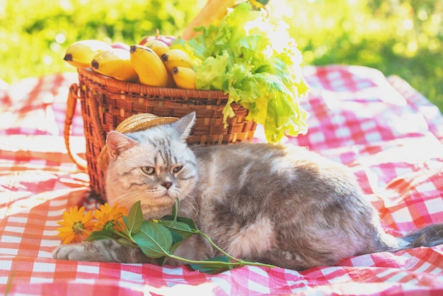 De kat zit in de zomer op een deken bij een picknickmand