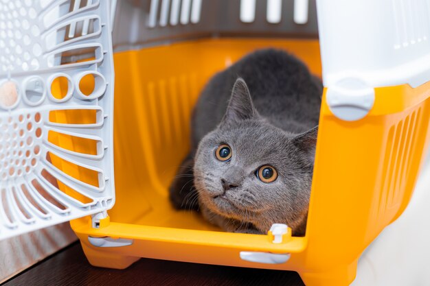 De kat zit in een dierendrager. Pet. Vervoer van dieren. vervoer van dieren. De veiligheid van een huisdier.