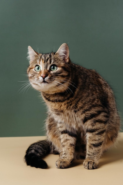 de kat zit op de achtergrond en kijkt naar de camera