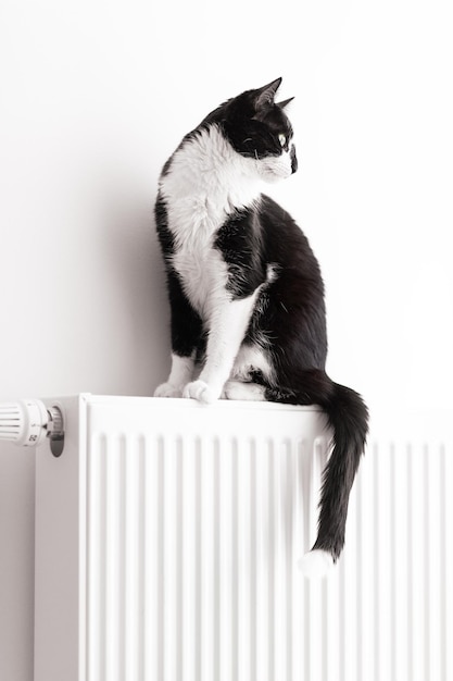 De kat zit op de verwarmingsradiator