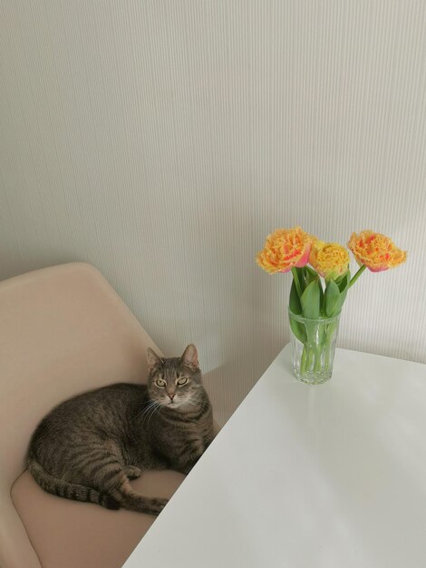 De kat zit op een fauteuil in de buurt van badstof tulpen in een vaas op de tafel copyspace Lente vakantie concept