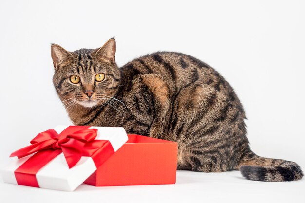 De kat zit op een lichte achtergrond bij een geschenkdoos