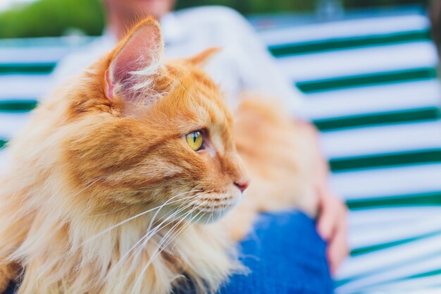 De kat zit op zijn handen. Kurilian Bobtail.