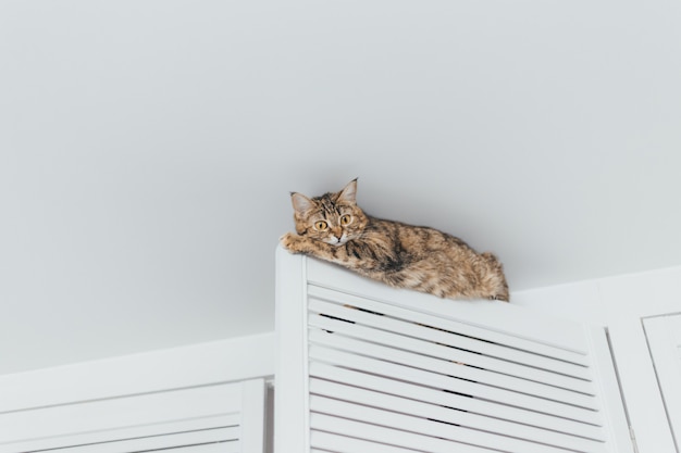 De kat zit vast en zit op de deur van de kast