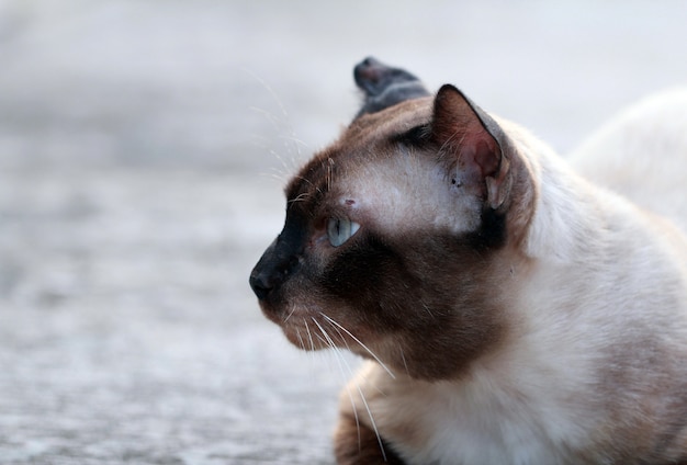 De katten dichte omhooggaand van de straat, Thaise kat