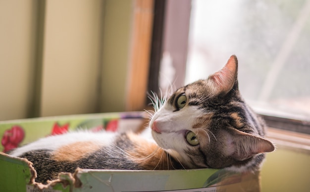 De katten in de doos zien er schattig uit.