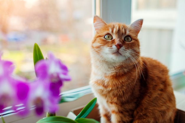 De kattenzitting van de gember in kartondoos op vensterbank thuis. Huisdier ontspannend door planten