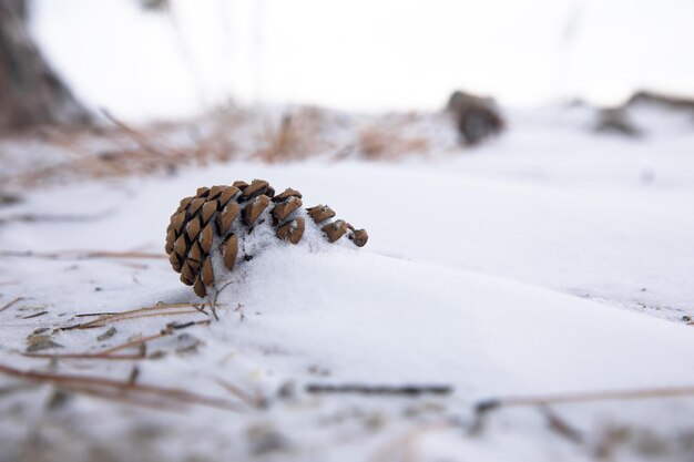 De kegel in de sneeuw