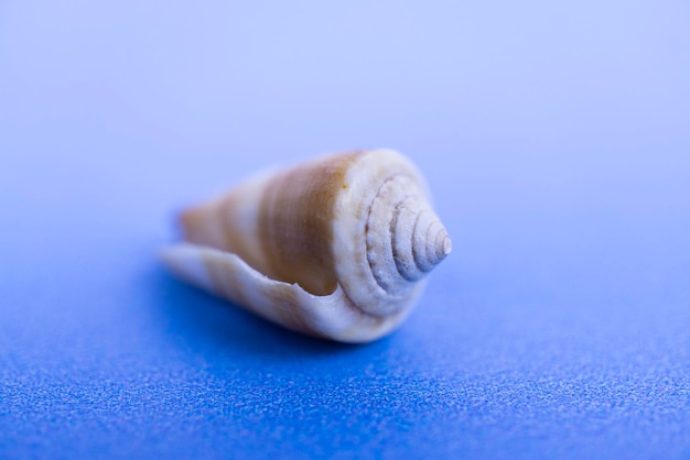 De kegelzeeschelp op de blauwe achtergrond