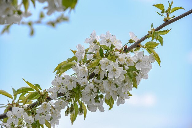 De kers is uitgebloeid Mooie lentekersen bloemen in de tuin Tuinieren