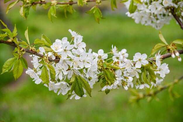 De kers is uitgebloeid Mooie lentekersen bloemen in de tuin Tuinieren