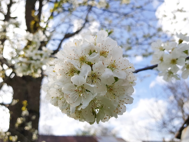 De kersenboom staat in volle bloei Kersenbloesems in een klein cluster van wit