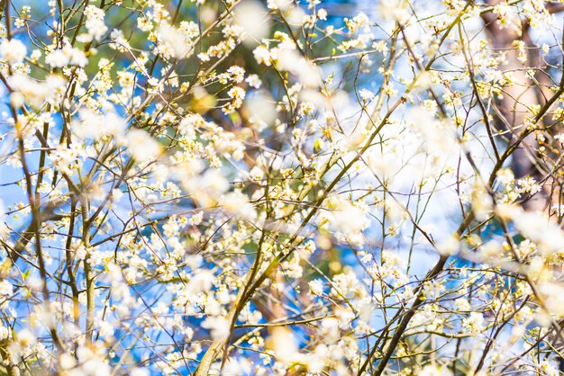 De kersenboom van de de lenteappel met witte bloemen, blauwe hemel