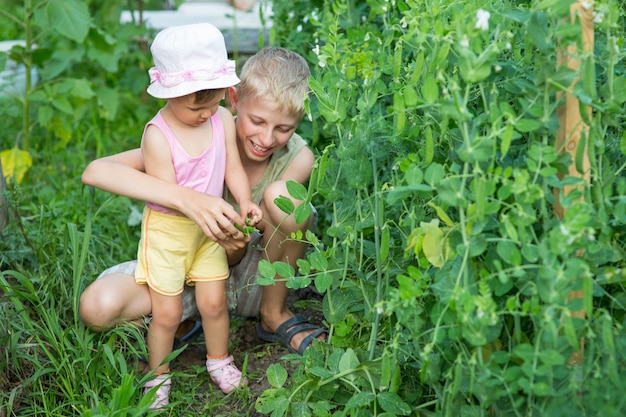 Foto de kinderen verzamelen en eten de erwten in de tuin