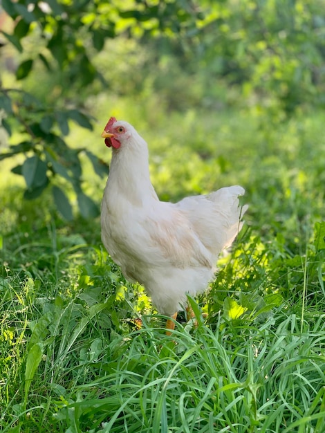 de kippen op de boerderij