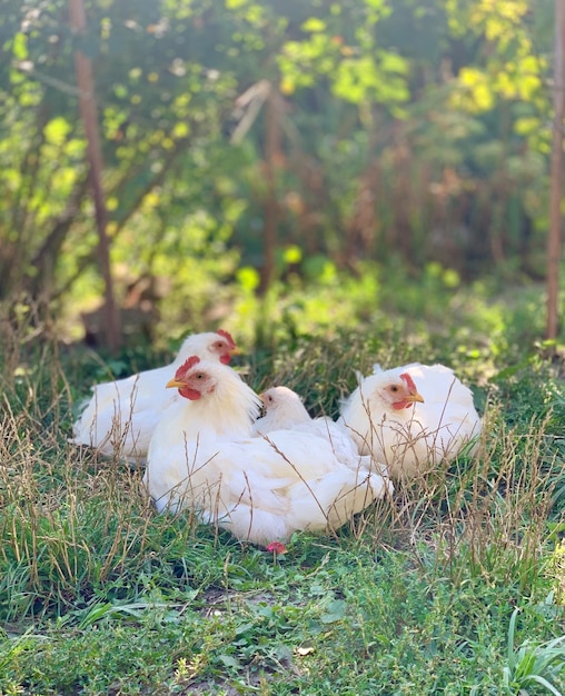 de kippen op de boerderij