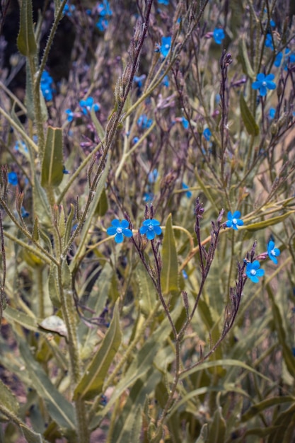 De kleine blauwe bloemen van de vlasbloesem op de wilde foto van het gebiedsconcept