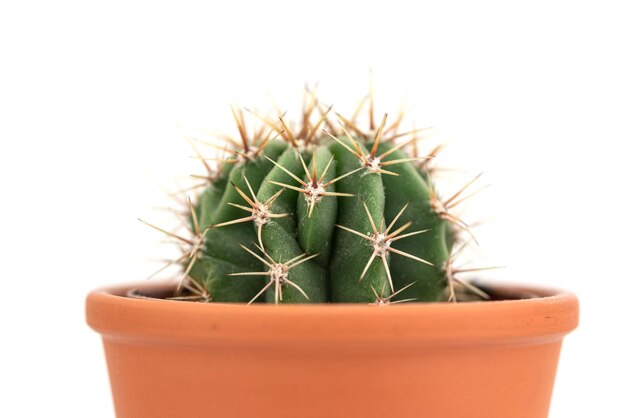 De kleine cactus in de pot