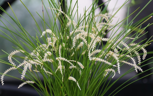 De kleine en lange witte cluster van Dendrochilum tenellum orchideeën