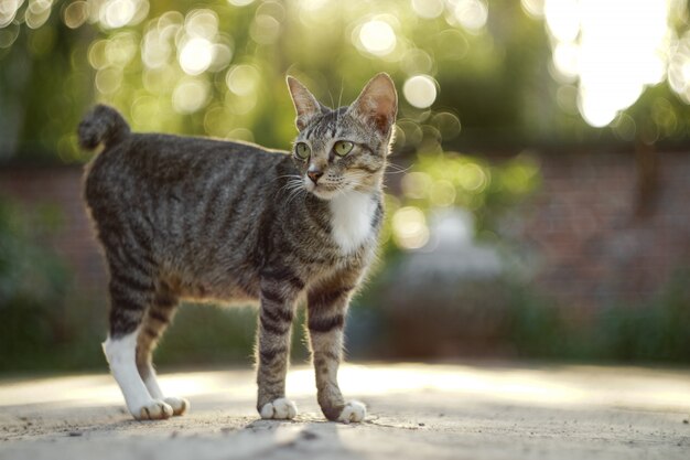 De kleine kat kijkt naar links