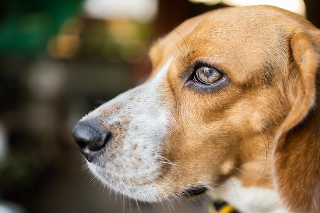 De kleine leuke hond die van het brakpuppy omhoog kijken