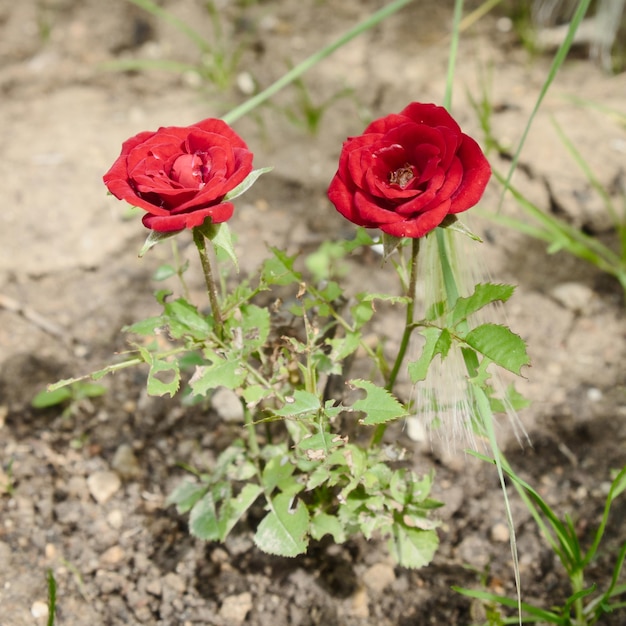 De kleine rozenstruik met twee rode bloemen die op droge grond groeien Twee rode rozen die op droge grond groeien