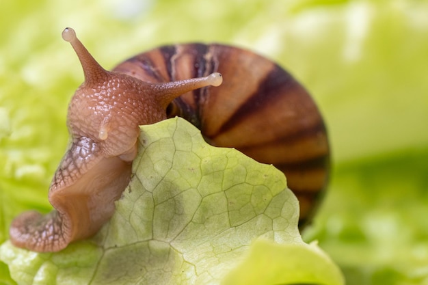 De kleine slak eet een blaadje sla of gras. Vooraanzicht van de mond van een slak die gras kauwt, selectieve focus. Kan worden gebruikt om de voordelen van gezond eten en plantaardig voedsel te illustreren