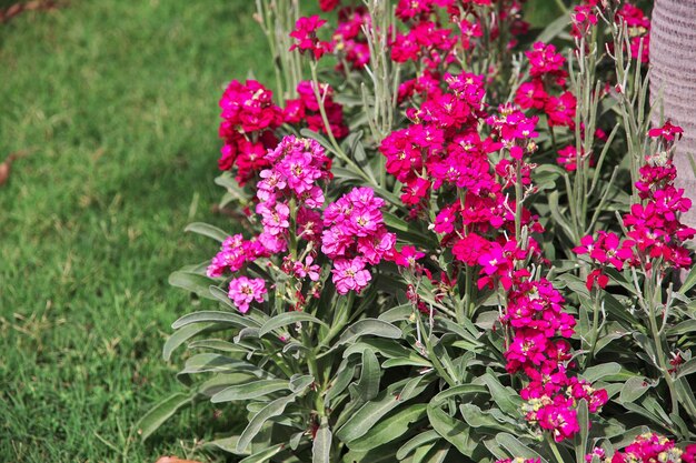 De kleine tuin van de Tooba-moskee in Karachi, Pakistan