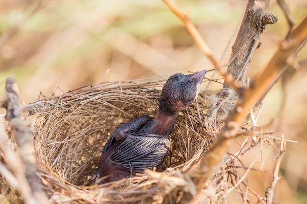 De kleine vogel lag in het nest.