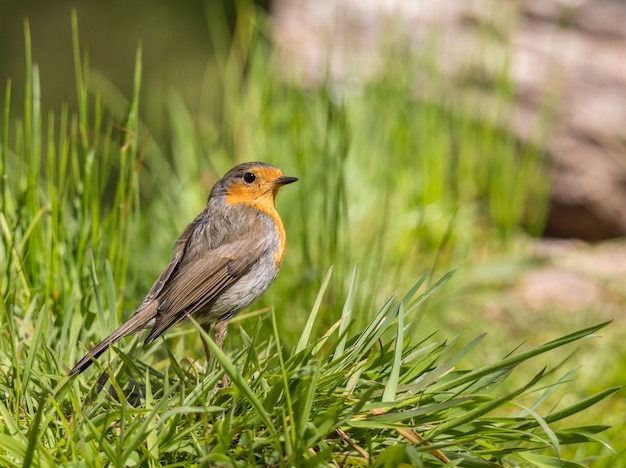 De kleine vogels met hun prachtige kleuren in de lente