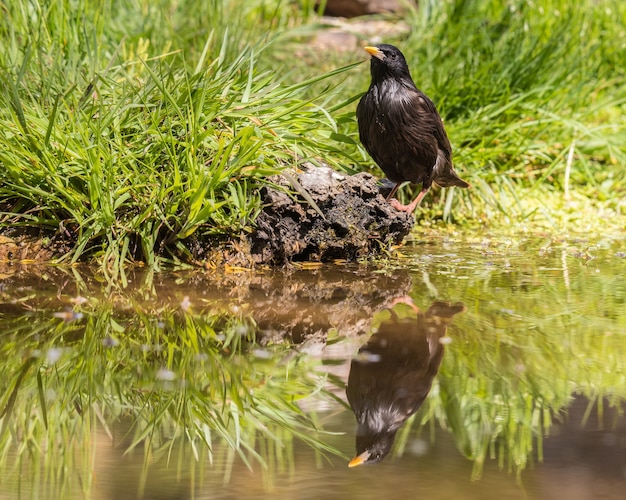 De kleine vogels met hun prachtige kleuren in de lente