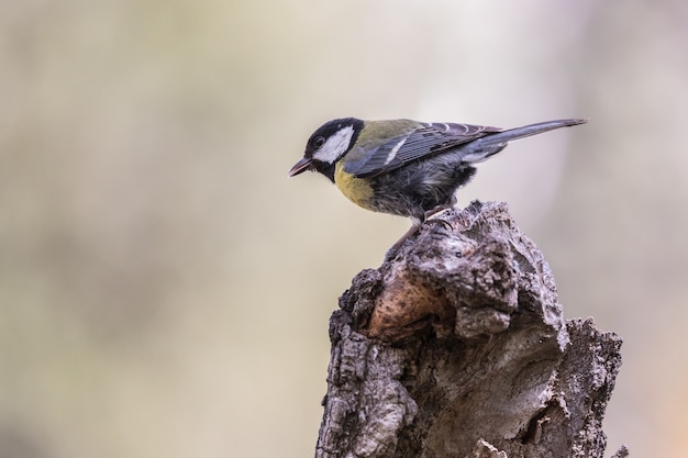 de kleine vogels met hun prachtige kleuren in de lente