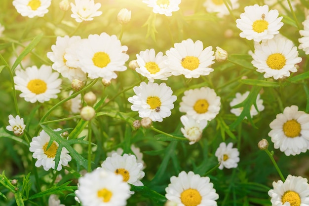 De kleine witte chamomiles in het gras bij zonsopgang Textuur