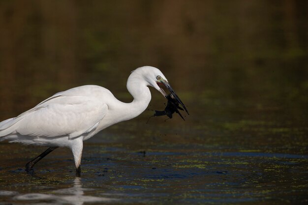 De kleine witte reiger is aan het vissen gefilmd aan de monding van de rivier de kuban